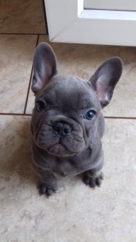BronsonTheBulldog