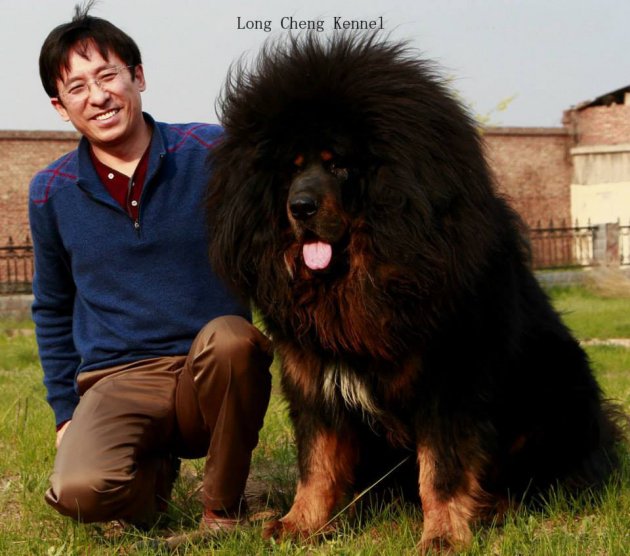 tibetan mastiff big dog breeds