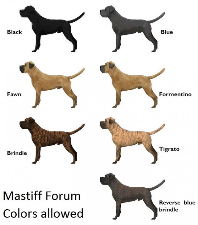 fawn colored mastiff