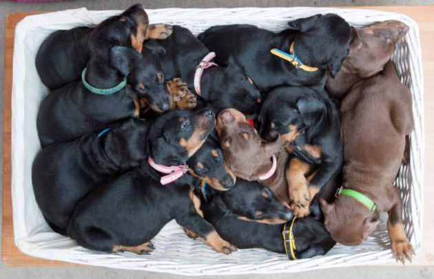 14 puppies.png