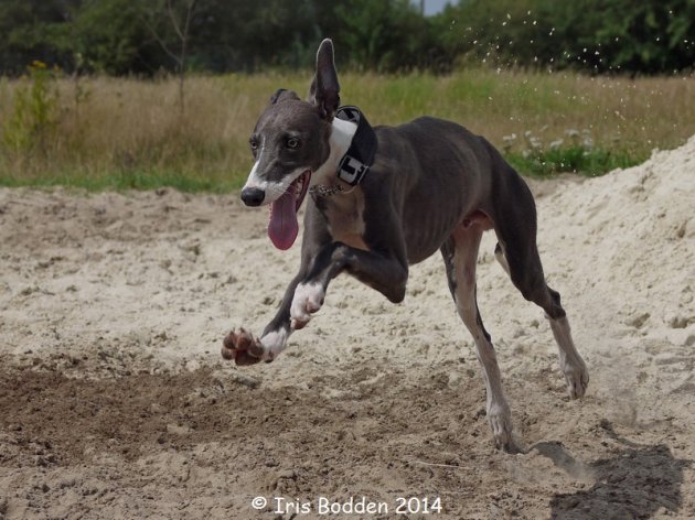 2014-08-03 GREYT (10).jpeg