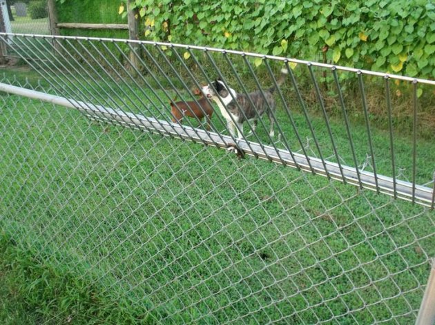 217edf892c53869835a6a19e3242da49--chain-link-fence-green-houses.jpg