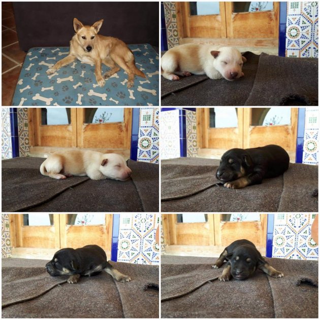 Adopt Me.jpg