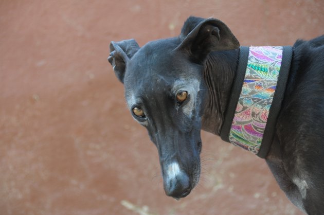 AFRICA  GALGOLOVERS.jpg