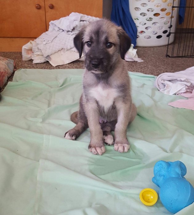 augie 12lbs.jpg