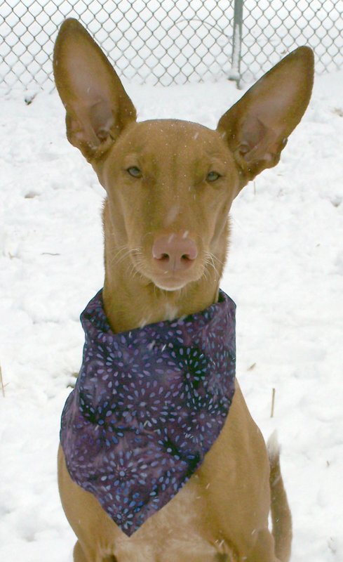 BABY ISIS March Snow Copy.jpg