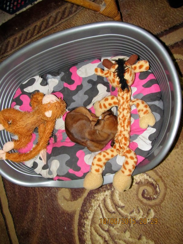 Baby Tikva.JPG