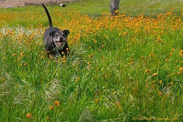 Bat-dog2.jpg