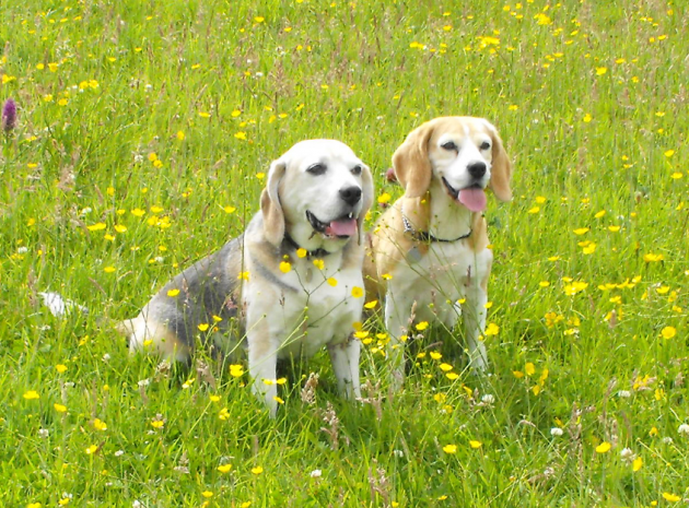 Beagles in the Buttercups.PNG