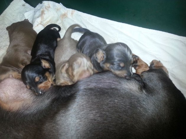 brena at 2 weeks old.jpg