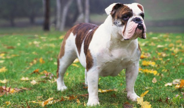 Bulldogs-4-645mk062111.jpg