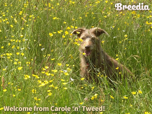 Carole-tweed.jpg