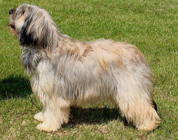 catalan-sheepdog-import-mei-re.jpg