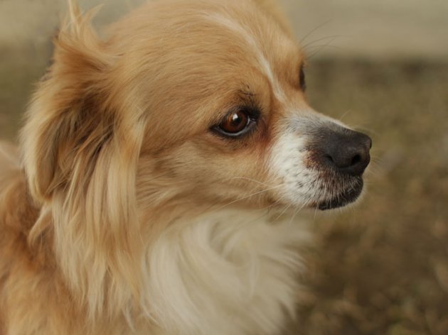Chihuahua_Melody_IMG_8102.jpg