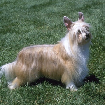 chinese-crested-powderpuff.jpg