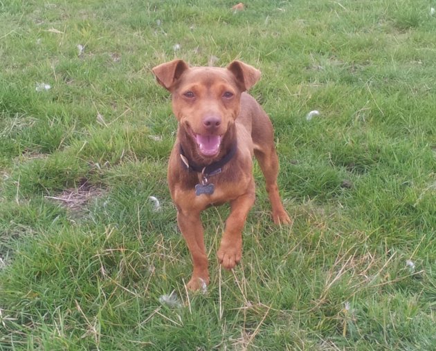 chocolate-and-tan-jack-russell-stud-520d23cb113d5.jpg