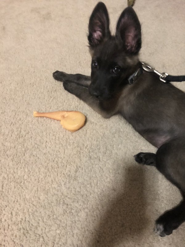 Coco Pup4.jpeg