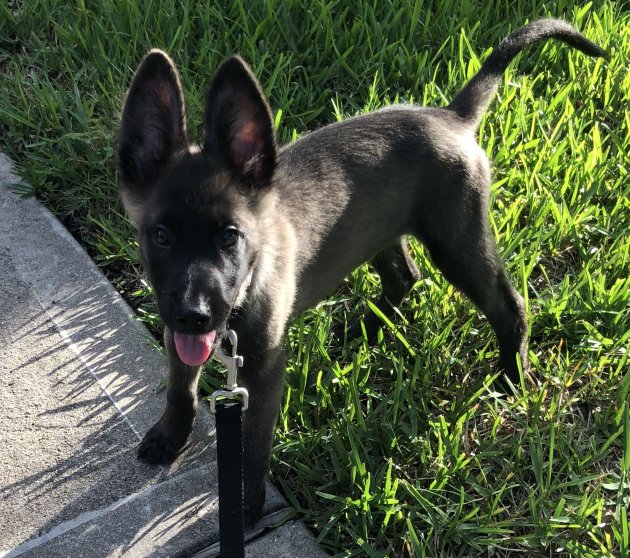 Coco Pup5.jpeg