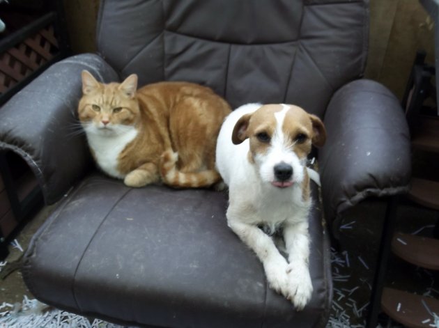 Comet & Ziva 002.JPG
