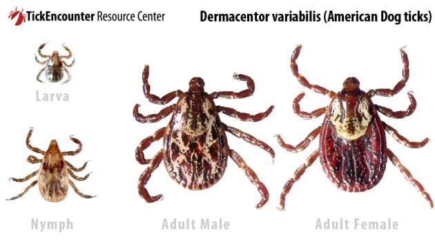 Dermacentor_variabilis.jpg