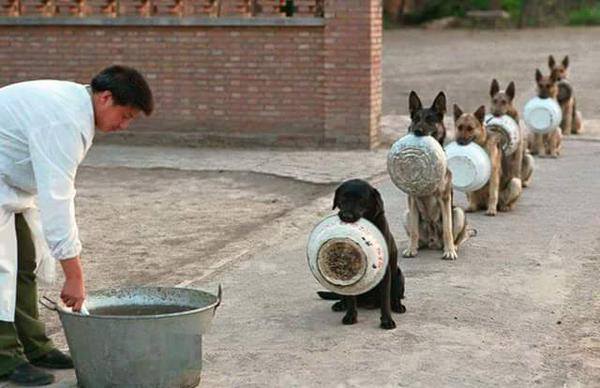dog.jpg