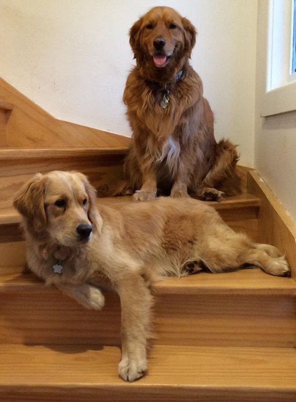 dog stairs.jpg