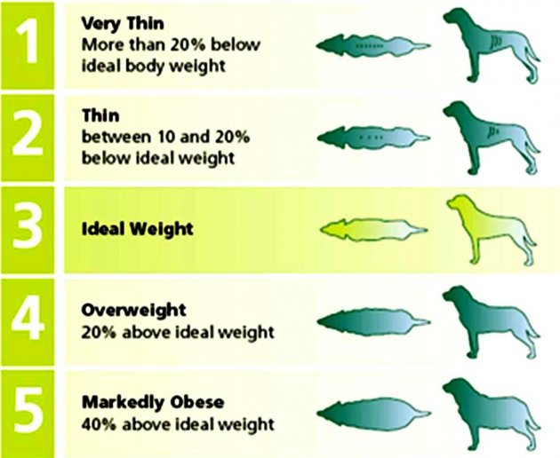 Dog-Weight-Chart_1.jpg
