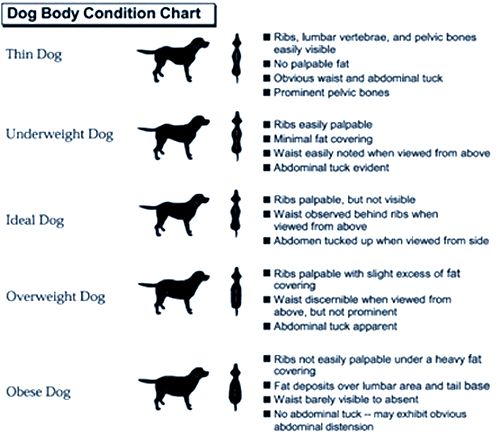 dog_weight_chart.jpg