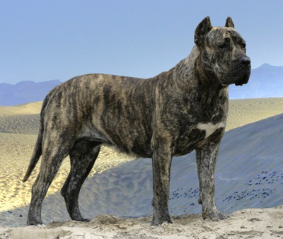 DogoCanarioPresaDogToba1Dog12Mohths.jpg