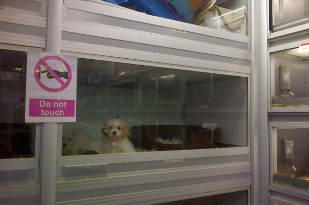 Dogs-kept-in-small-tanks-at-Jumanji-Pet-Shop-in-Kilburn-North-London.jpg