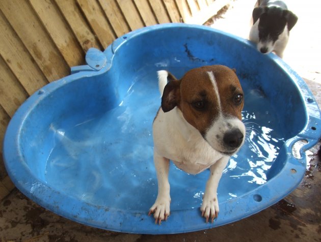 Dottie pool.JPG