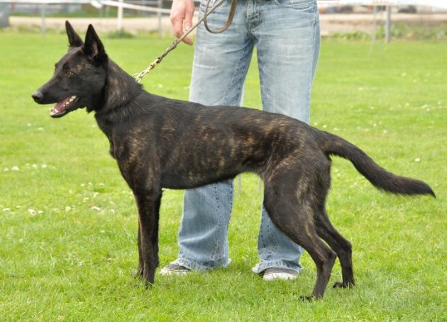 dutch shepherd.jpg