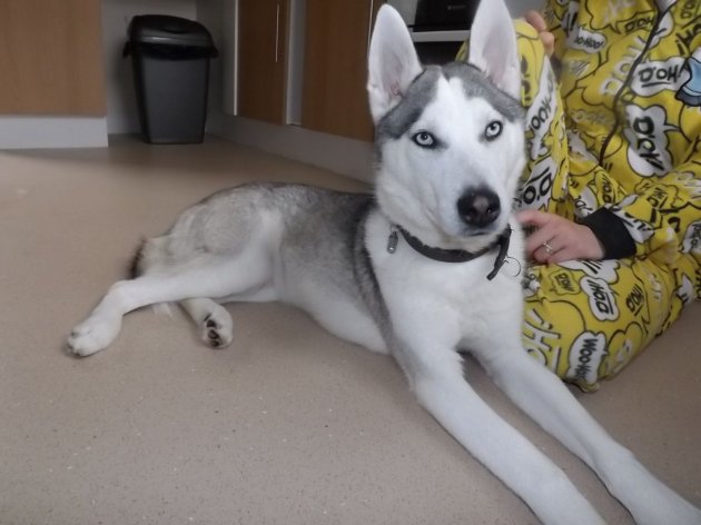 elvis-the-siberian-husky-7-months-old-53e7994c64eb2.JPG