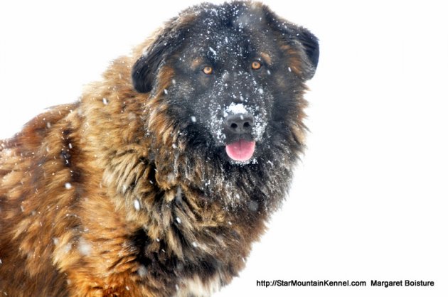 Estrela Mountain Dog 3.JPG