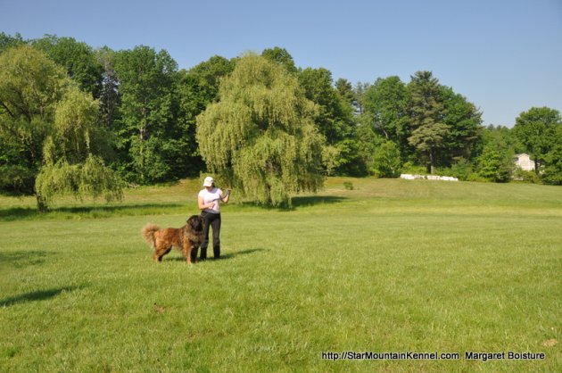 Estrela Mountain Dog 7.JPG