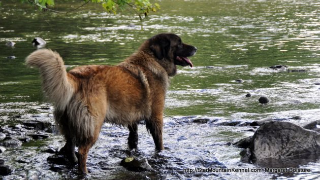 Estrela Mountain Dog River.JPG