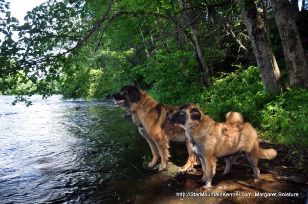 Estrela_Mountain_Dog.JPG