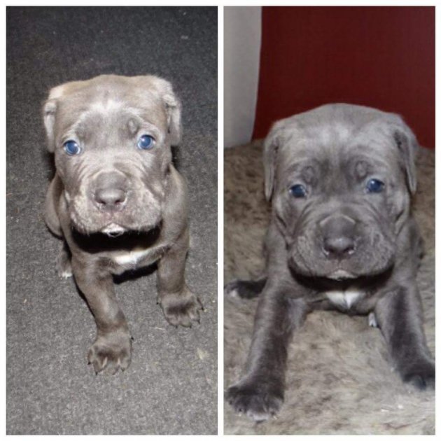 cane corso blue grey