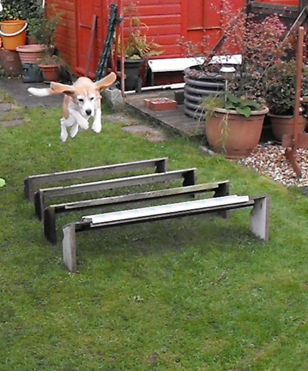 FlyingBeag.jpg