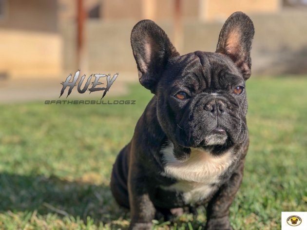 French Bulldog Huey.jpg