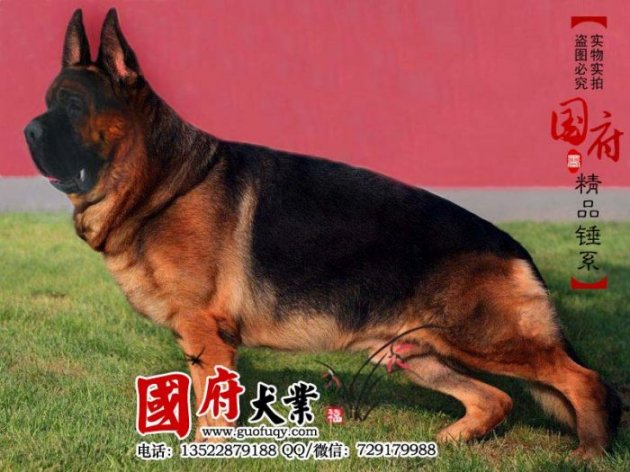 german_shepherd_03.jpg