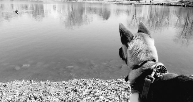Goose Stare.jpg