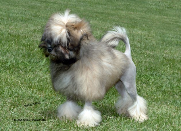 gucci 4 months old.jpg