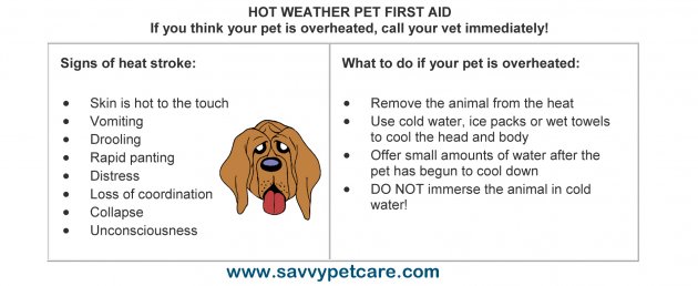 HOT-WEATHER-PET-FIRST-AID.jpg