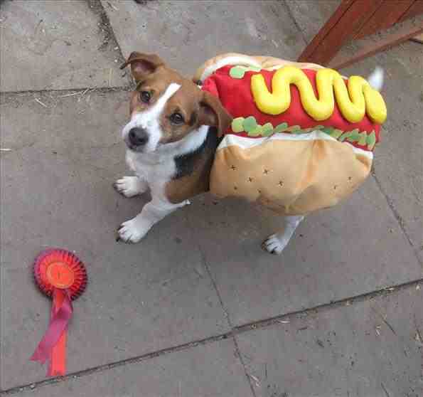 hotdog1.jpeg