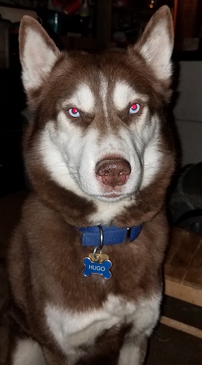 Hugo 2.jpg