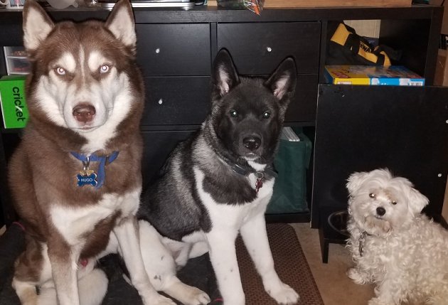 Hugo, Luna and Emma.jpg