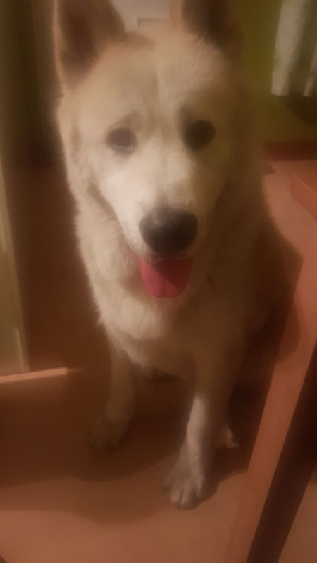 IMG-20170108-WA0000.jpeg