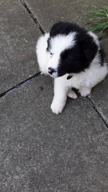 IMG-20180901-WA0004.jpeg