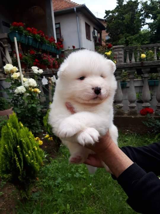 Forum samoyed hot sale
